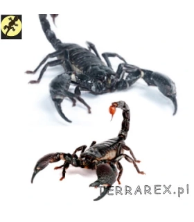 Terrarium dla skorpiona