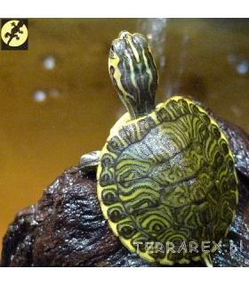 Terrarium dla żółwia wodnego