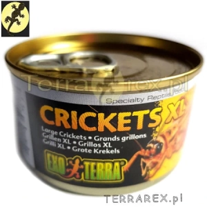 CRICKET-XL-POKARM-dla-jaszczurek-zab-zolwia-chomika