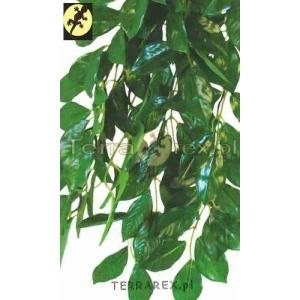 Ficus-Benjamina-roslina-do-terrarium-dla-gadow-plazow