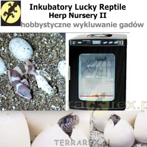 hobby-wykluwanie-gadow-inkubatorem-Lucky-Herp