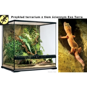zobacz-terrarium-z-tlem-sciennym-Exo-Terra